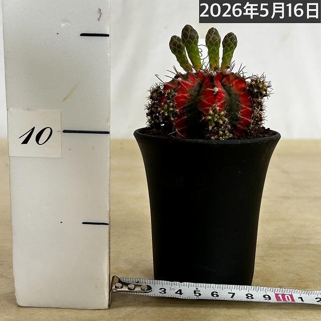 サボテン ギムノカリキウム ミハノビッチ(緋牡丹錦) 3号 個体H(現品