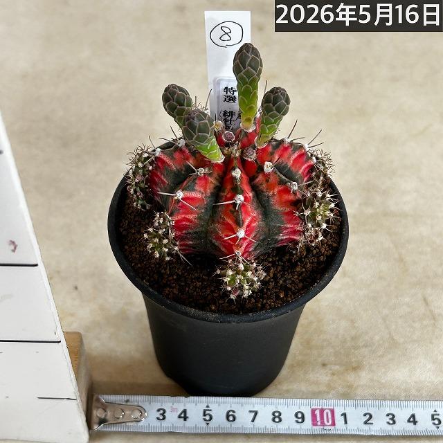 サボテン ギムノカリキウム ミハノビッチ(緋牡丹錦) 3号 個体H(現品