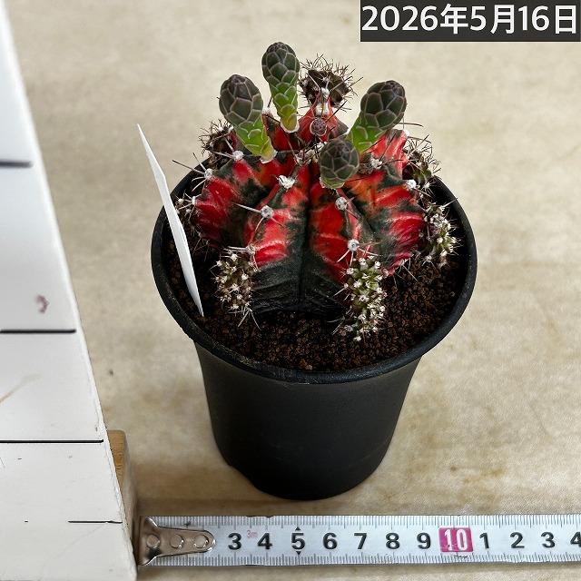 サボテン ギムノカリキウム ミハノビッチ(緋牡丹錦) 3号 個体H(現品