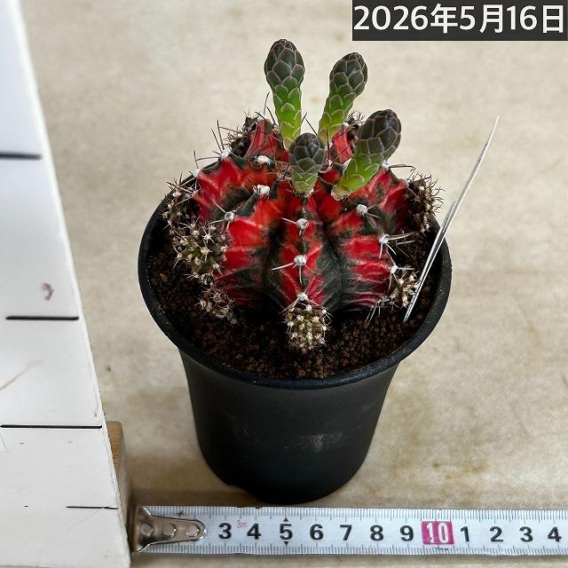 サボテン ギムノカリキウム ミハノビッチ(緋牡丹錦) 3号 個体H(現品