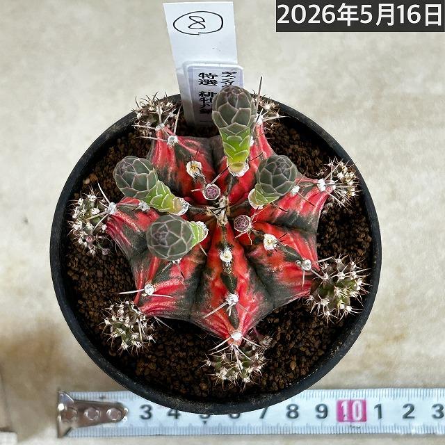 サボテン ギムノカリキウム ミハノビッチ(緋牡丹錦) 3号 個体H(現品