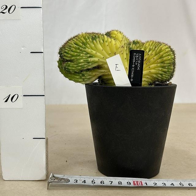 サボテン　トリコセレウス バチャノイ バリエガータ クリスタータ 4号 個体E(現品)　インテリアグリーン おしゃれ 可愛い かわいい 室内園芸 |  | 06