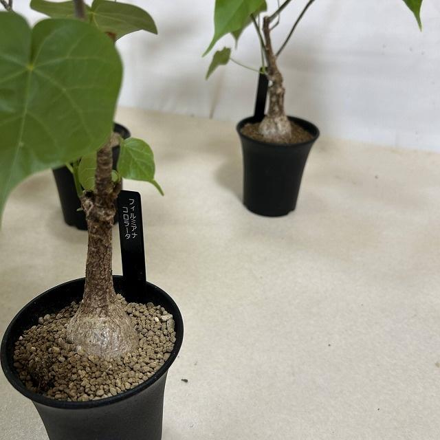 塊根植物 フィルミアナ コロラータ 3号ロング鉢(個体おまかせ1鉢