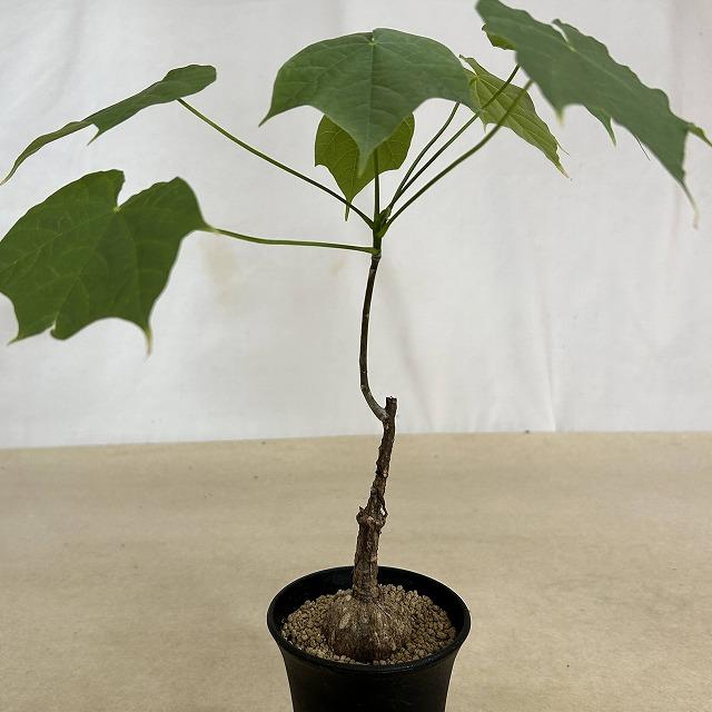 塊根植物 フィルミアナ コロラータ 3号ロング鉢(個体おまかせ1鉢