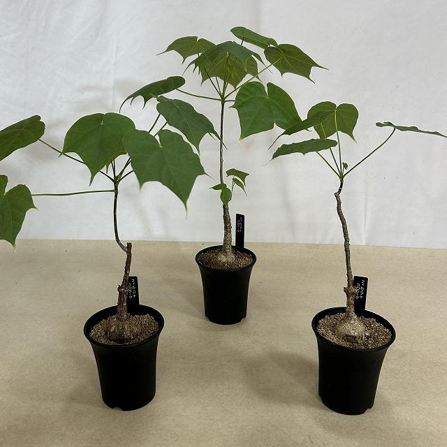フィルミアナ　コロラータ　観葉植物　塊根植物　ビザールプランツ　グリーン　ガーデニング生活雑貨 家庭用品 ガーデニング　観葉植物　塊根植物　多肉植物　ビザールプランツ　レアプランツ　ガーデニング　植物　グリーン　趣味　盆栽　葉　花　庭　草　インテリア　おしゃれ　飾り　園芸　 塊根植物 フィルミアナ コロラータ 3号ロング鉢(個体おまかせ1鉢