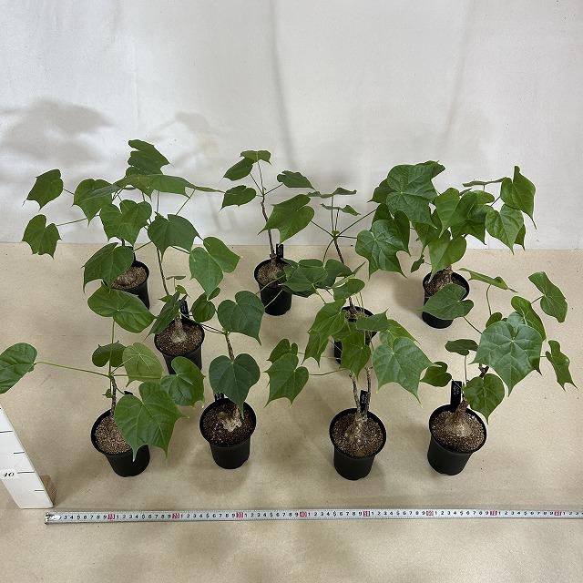 塊根植物 フィルミアナ コロラータ 3号ロング鉢(個体おまかせ1鉢