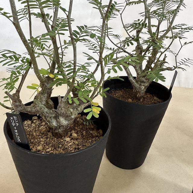 塊根植物 センナ メリディオナリス 4.5号ロング鉢(個体おまかせ1鉢