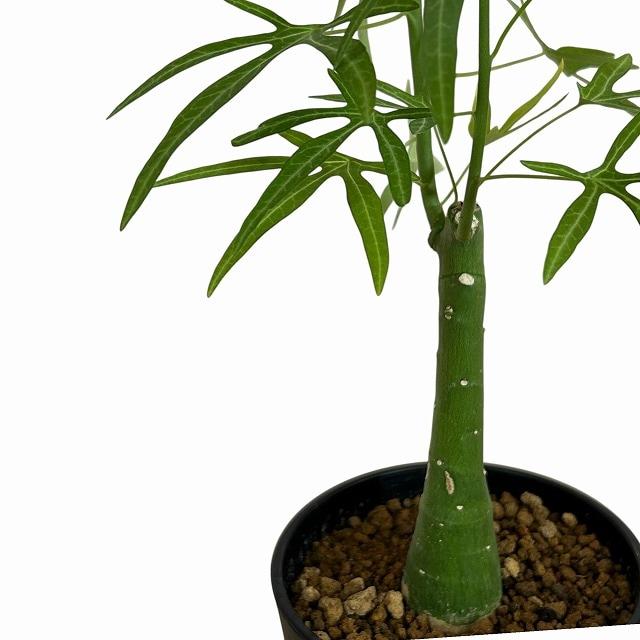 葉傷みあり】アデニア ベネナータ 4号ロング鉢(個体おまかせ1鉢) 塊根