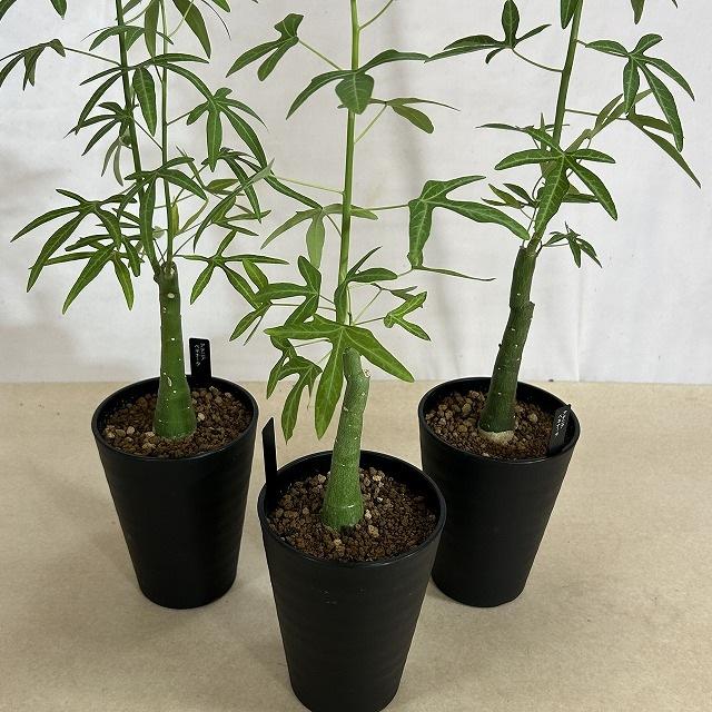 葉傷みあり】アデニア ベネナータ 4号ロング鉢(個体おまかせ1鉢) 塊根