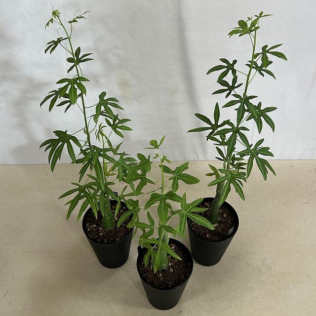 葉傷みあり】アデニア ベネナータ 4号ロング鉢(個体おまかせ1鉢) 塊根