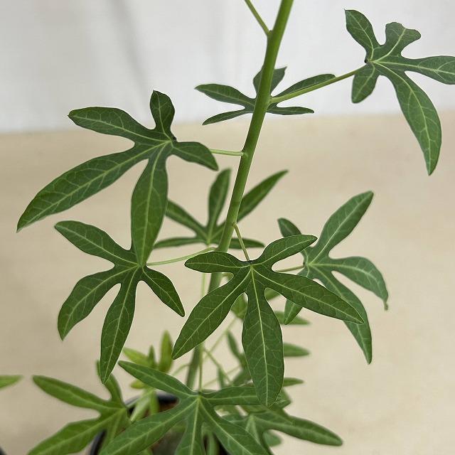 【葉傷みあり】アデニア ベネナータ 4号ロング鉢(個体おまかせ1鉢)　塊根植物 インテリアグリーン おしゃれ 可愛い かわいい 室内園芸 |  | 03