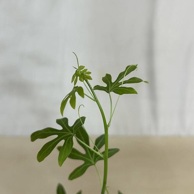 【葉傷みあり】アデニア ベネナータ 4号ロング鉢(個体おまかせ1鉢)　塊根植物 インテリアグリーン おしゃれ 可愛い かわいい 室内園芸 |  | 04