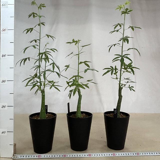葉傷みあり】アデニア ベネナータ 4号ロング鉢(個体おまかせ1鉢) 塊根