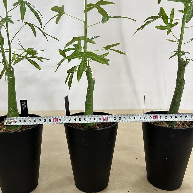 【葉傷みあり】アデニア ベネナータ 4号ロング鉢(個体おまかせ1鉢)　塊根植物 インテリアグリーン おしゃれ 可愛い かわいい 室内園芸 |  | 06