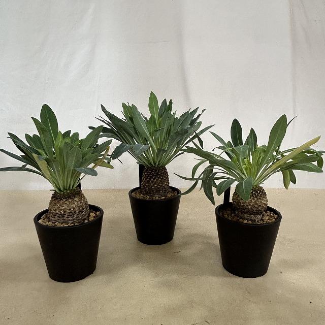 【落葉中】ユーフォルビア ブブレウリフォリア(鉄甲丸) 3.5号鉢(個体おまかせ1鉢)　多肉植物 インテリアグリーン おしゃれ 可愛い かわいい 室内園芸 |  | 01