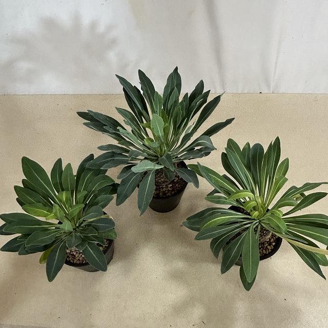 【落葉中】ユーフォルビア ブブレウリフォリア(鉄甲丸) 3.5号鉢(個体おまかせ1鉢)　多肉植物 インテリアグリーン おしゃれ 可愛い かわいい 室内園芸 |  | 02