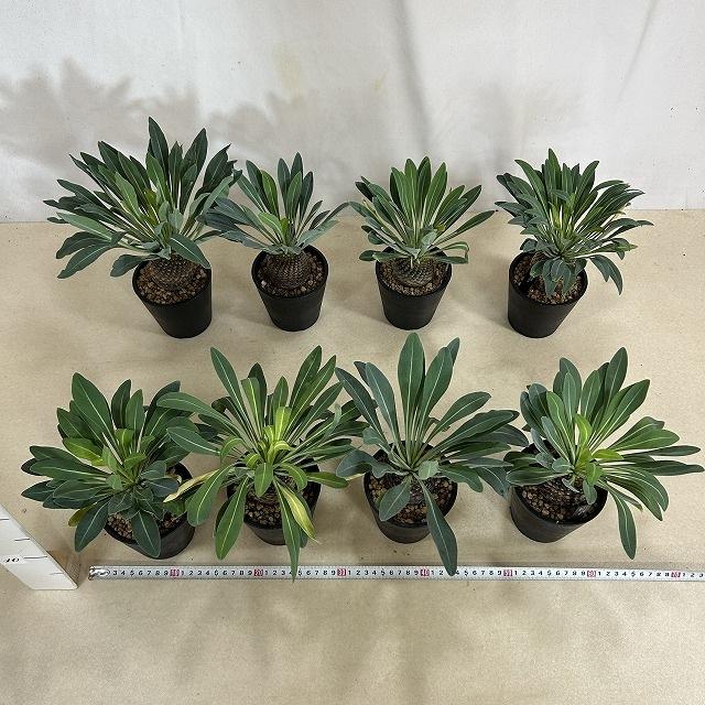 【落葉中】ユーフォルビア ブブレウリフォリア(鉄甲丸) 3.5号鉢(個体おまかせ1鉢)　多肉植物 インテリアグリーン おしゃれ 可愛い かわいい 室内園芸 |  | 06