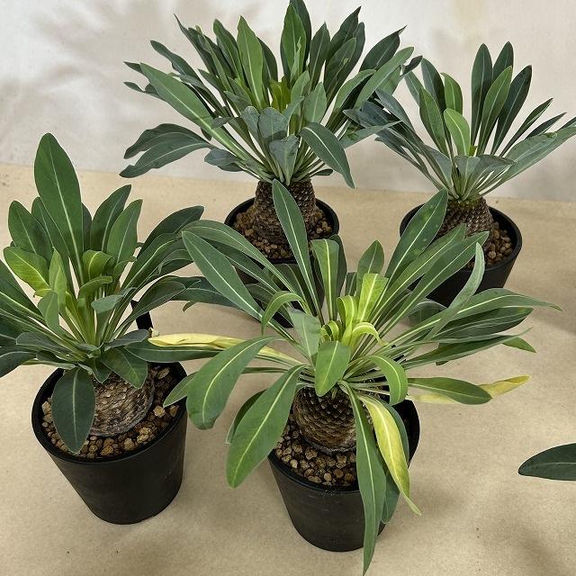 【落葉中】ユーフォルビア ブブレウリフォリア(鉄甲丸) 3.5号鉢(個体おまかせ1鉢)　多肉植物 インテリアグリーン おしゃれ 可愛い かわいい 室内園芸 |  | 07