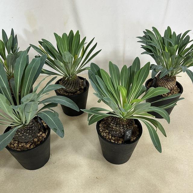 【落葉中】ユーフォルビア ブブレウリフォリア(鉄甲丸) 3.5号鉢(個体おまかせ1鉢)　多肉植物 インテリアグリーン おしゃれ 可愛い かわいい 室内園芸 |  | 08