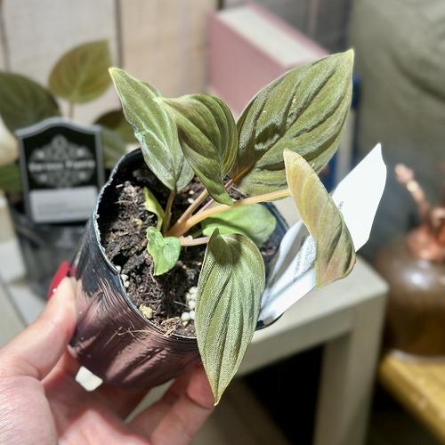 ホマロメナ ブラックベルベット 園芸ネット本店｜ホマロメナ：ブラック