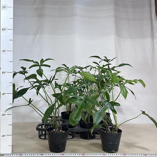 観葉植物 フィロデンドロン クエルシフォリウム 4号(個体