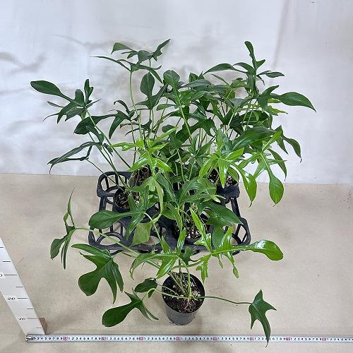 観葉植物 フィロデンドロン クエルシフォリウム 4号(個体