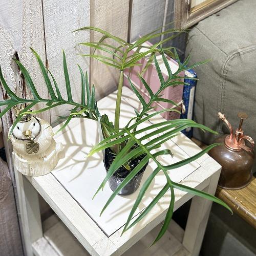 観葉植物 フィロデンドロン トータム 2.5号(個体おまかせ1鉢