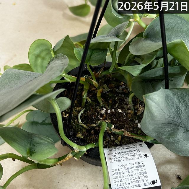観葉植物 スキンダプサス 綺麗な斑入りセットH10 『レア』
