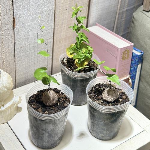 観葉植物　ディオスコレア エレファンティペス(亀甲竜) 2.5号透明ポット(個体おまかせ1鉢)　インテリアグリーン おしゃれ 可愛い かわいい 室内園芸 | 