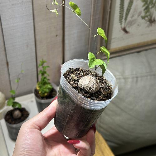 観葉植物　ディオスコレア エレファンティペス(亀甲竜) 2.5号透明ポット(個体おまかせ1鉢)　インテリアグリーン おしゃれ 可愛い かわいい 室内園芸 |  | 01