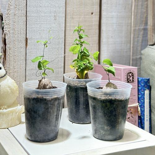 観葉植物　ディオスコレア エレファンティペス(亀甲竜) 2.5号透明ポット(個体おまかせ1鉢)　インテリアグリーン おしゃれ 可愛い かわいい 室内園芸 |  | 02