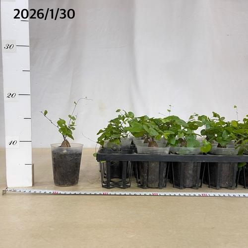 観葉植物　ディオスコレア エレファンティペス(亀甲竜) 2.5号透明ポット(個体おまかせ1鉢)　インテリアグリーン おしゃれ 可愛い かわいい 室内園芸 |  | 03