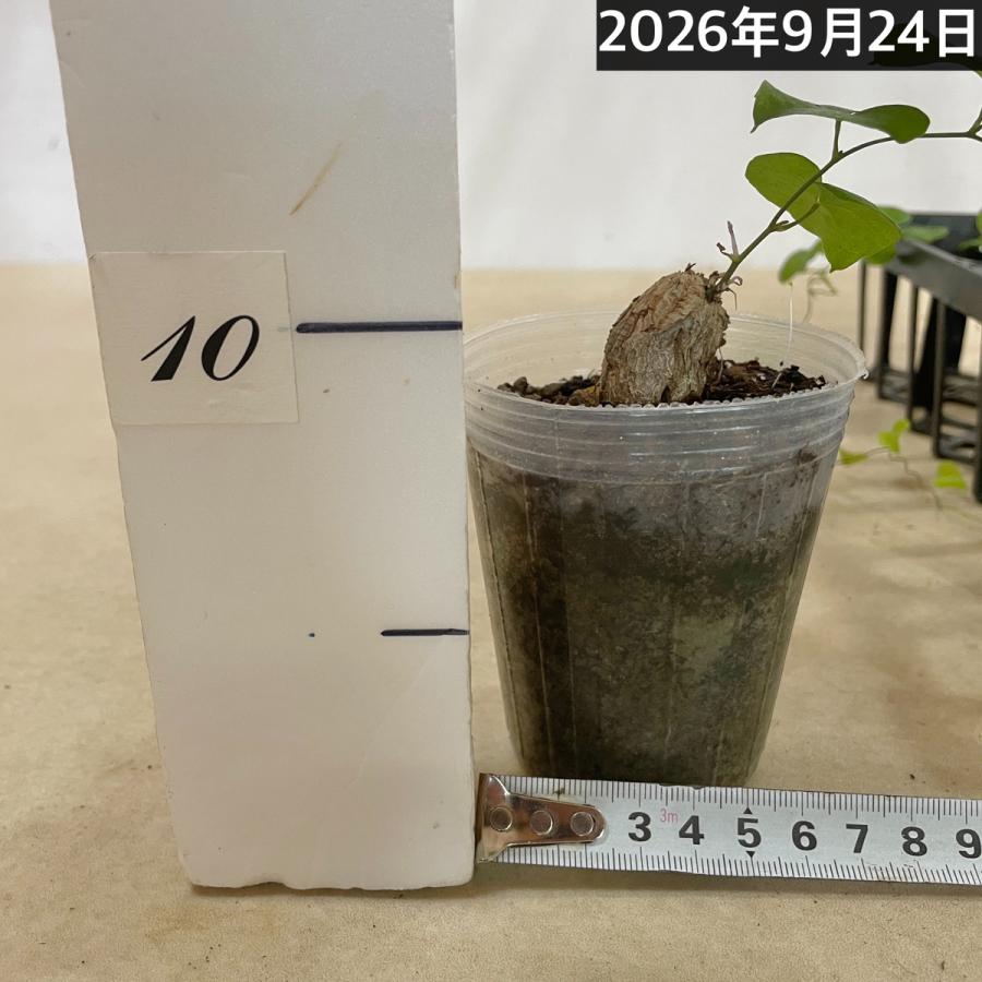 塊根植物　亀甲竜(ディオスコレア エレファンティペス) 小さめ苗 2.5号透明ポット(個体おまかせ1鉢)　珍奇植物 ビザールプランツ コーデックス |  | 03