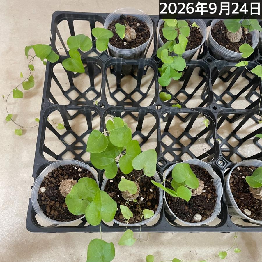 塊根植物　亀甲竜(ディオスコレア エレファンティペス) 小さめ苗 2.5号透明ポット(個体おまかせ1鉢)　珍奇植物 ビザールプランツ コーデックス |  | 05