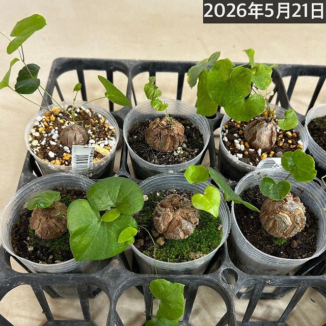 塊根植物 約10cm レア （抜き苗） 塊根植物 亀甲竜(ディオスコレア エレファンティペス) 小さめ苗 2.5号