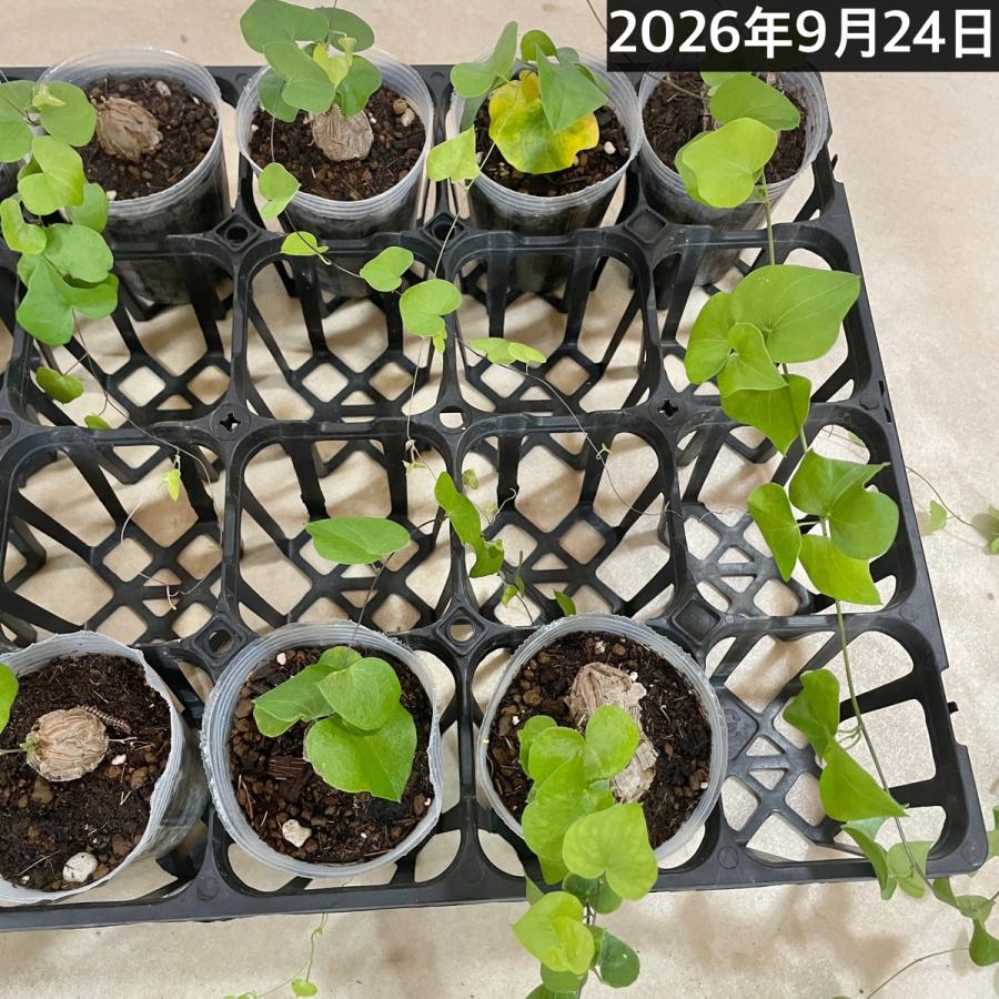 塊根植物　亀甲竜(ディオスコレア エレファンティペス) 小さめ苗 2.5号透明ポット(個体おまかせ1鉢)　珍奇植物 ビザールプランツ コーデックス |  | 06
