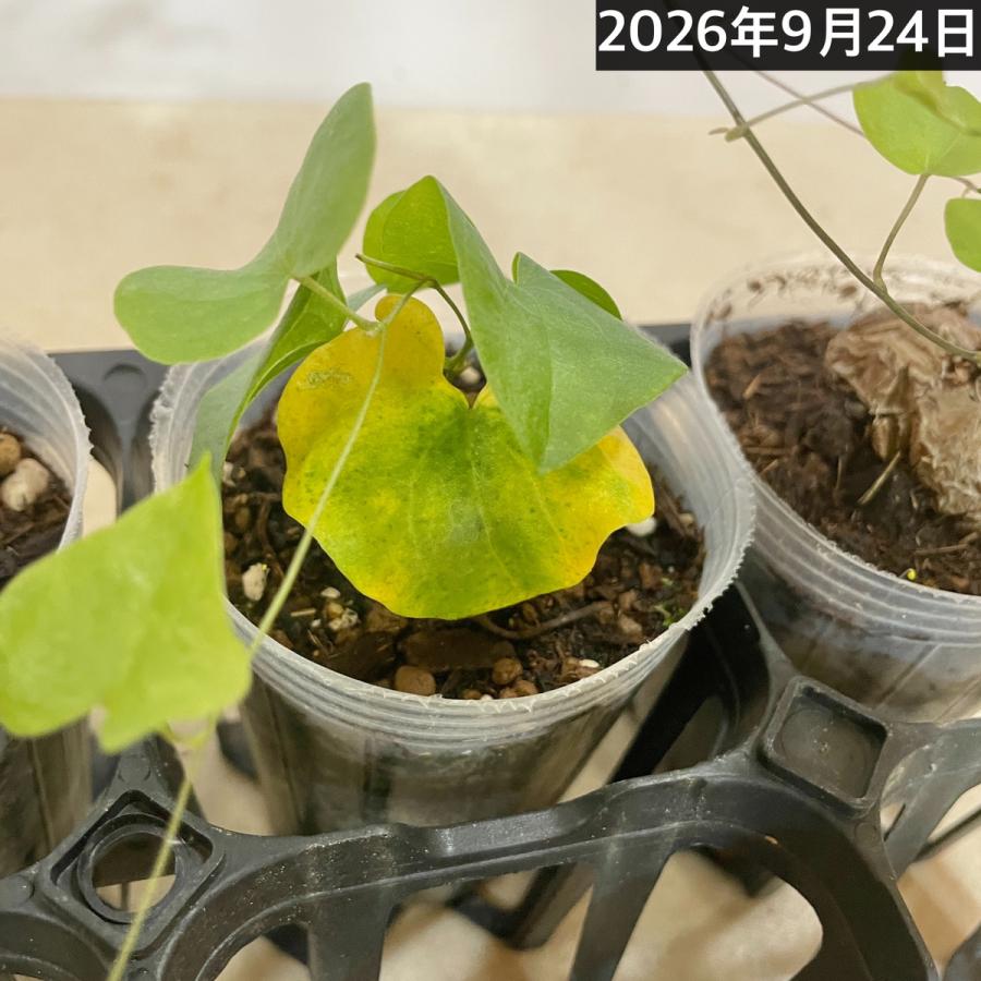 塊根植物　亀甲竜(ディオスコレア エレファンティペス) 小さめ苗 2.5号透明ポット(個体おまかせ1鉢)　珍奇植物 ビザールプランツ コーデックス |  | 07