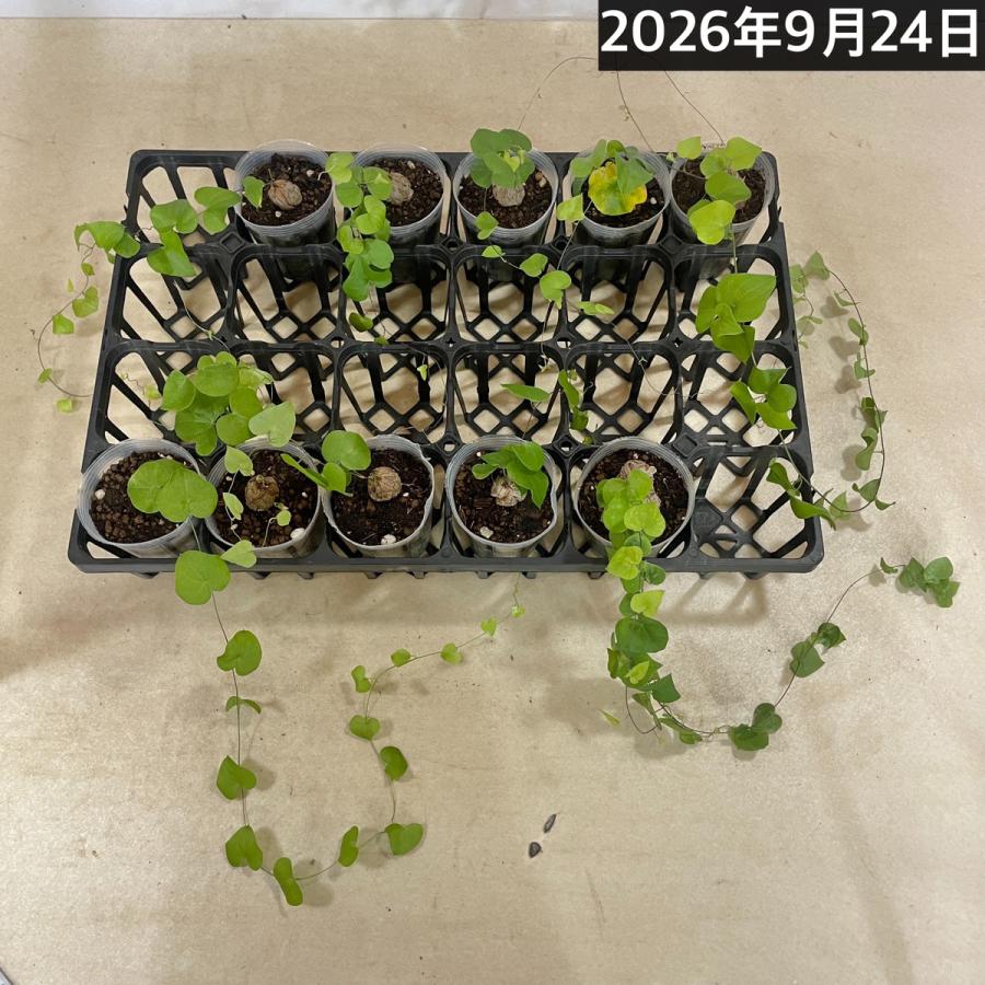 塊根植物　亀甲竜(ディオスコレア エレファンティペス) 小さめ苗 2.5号透明ポット(個体おまかせ1鉢)　珍奇植物 ビザールプランツ コーデックス |  | 04