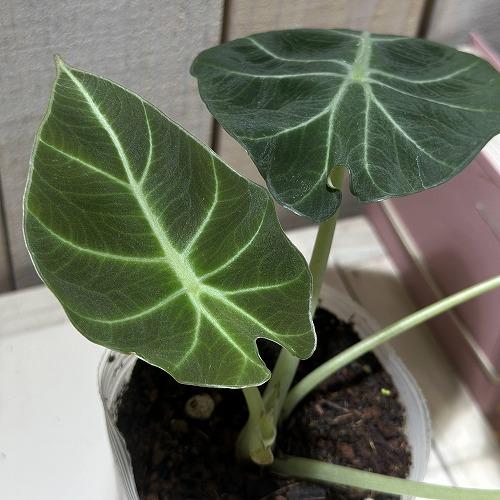 アロカシアの種類一覧・品種まとめ 150種以上のリスト(レア品種