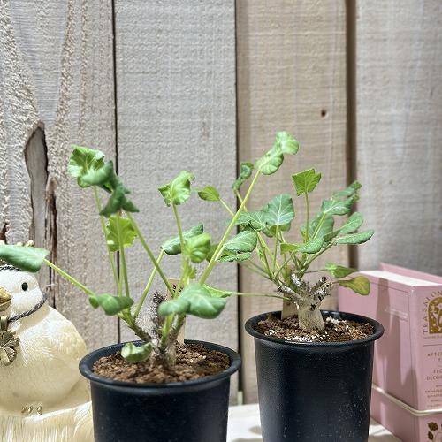 観葉植物 ヤトロファ マルギナータ 3号鉢(個体おまかせ1鉢