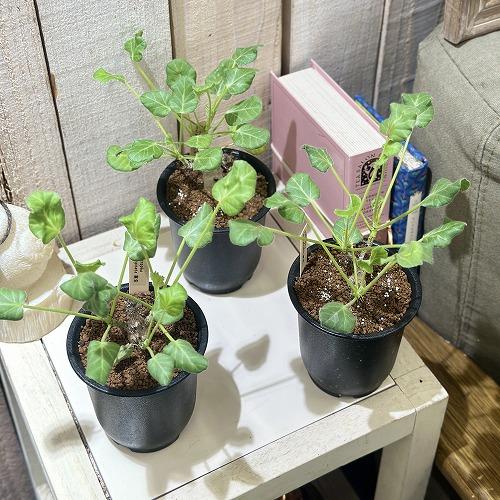 可愛い家型インテリア置物 ブリキ屋根　グリーン 可愛い家型インテリア置物 ブリキ屋根グリーン