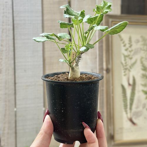 可愛い家型インテリア置物 ブリキ屋根　グリーン 可愛い家型インテリア置物 ブリキ屋根 グリーン 可愛い家型