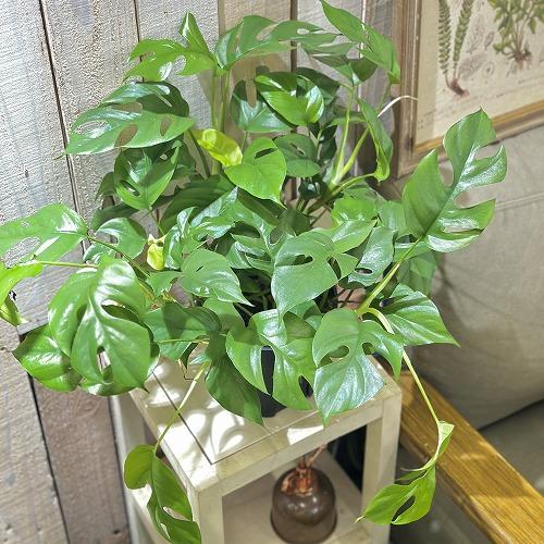 まりもの手様☆お盆セール☆【親株】ラフィドフォラ テトラスペルマ ラフィドフォラ テトラスペルマ 'ワイルドフォーム' | GREEN LUCK