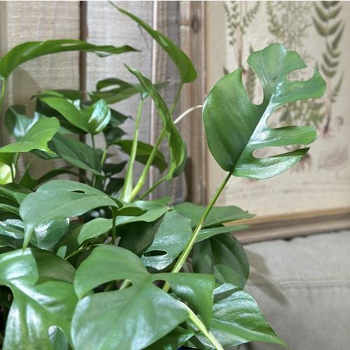 観葉植物 ラフィドフォラ テトラスペルマ(姫モンステラ) 5号