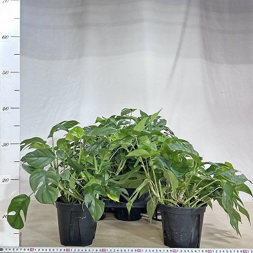 観葉植物 ラフィドフォラ テトラスペルマ(姫モンステラ) 5号