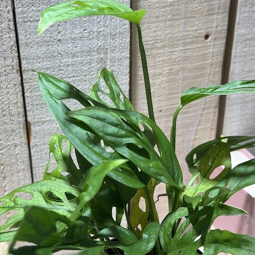 観葉植物 モンステラ アクミナータ 3号ロング鉢(個体おまかせ1鉢
