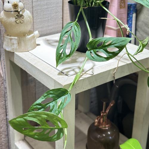 観葉植物 モンステラ アクミナータ 3号ロング鉢(個体おまかせ1鉢