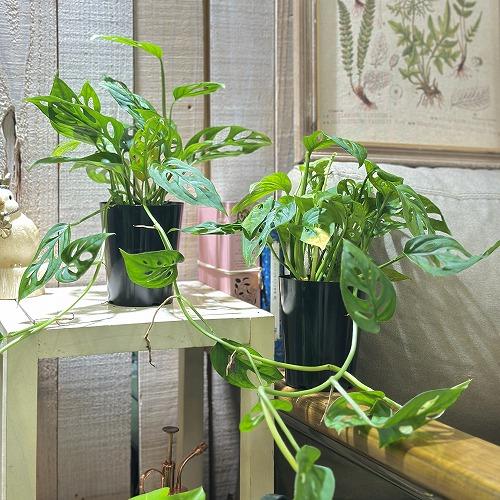 観葉植物 モンステラ アクミナータ 3号ロング鉢(個体おまかせ1鉢