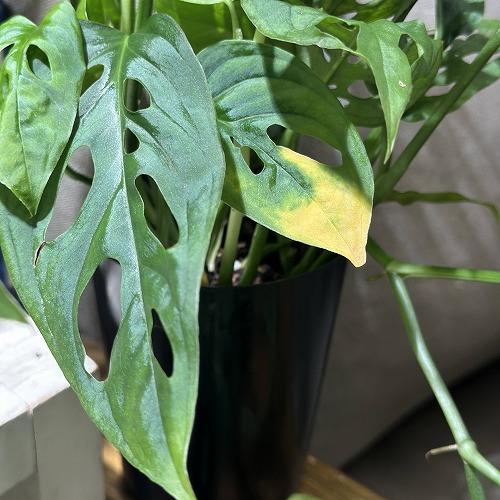 観葉植物 モンステラ アクミナータ 3号ロング鉢(個体おまかせ1鉢
