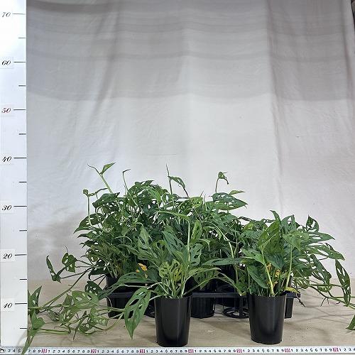 観葉植物 モンステラ アクミナータ 3号ロング鉢(個体おまかせ1鉢